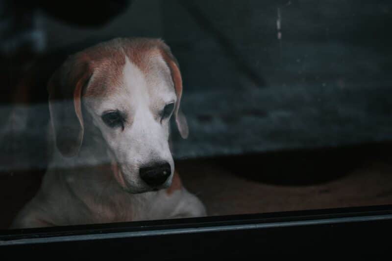 Ansiedade de separação: o treino gradual que ensina seu cão a ficar bem sozinho