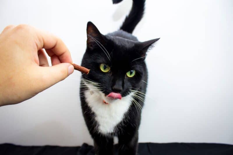 Sim, gatos podem ser adestrados: técnicas que funcionam de verdade com felinos