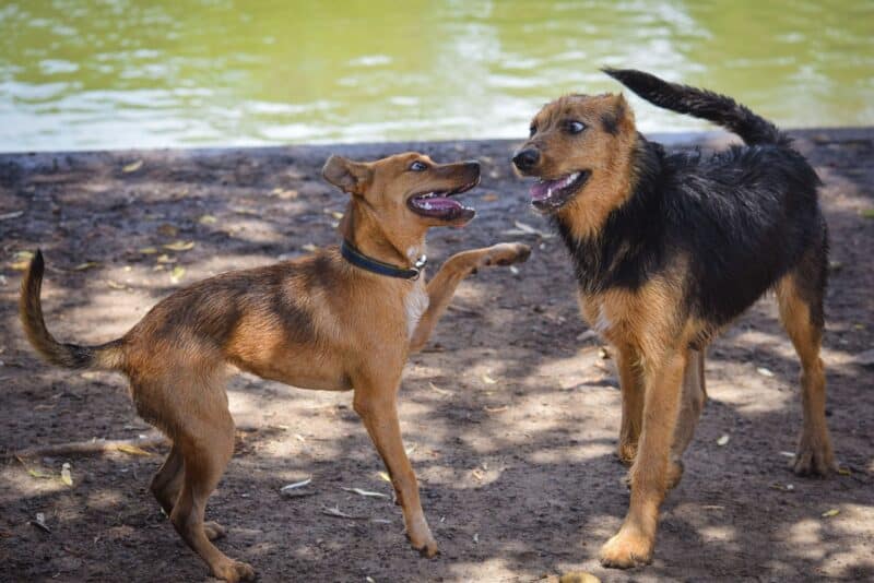 Socialização canina: o checklist de experiências que todo filhote precisa viver