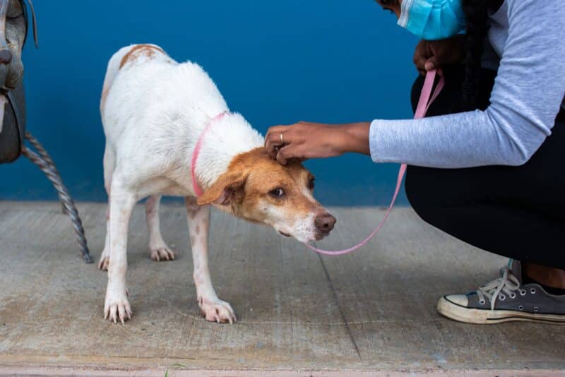 Adestrar um cão adulto adotado: como reeducar quem já tem história