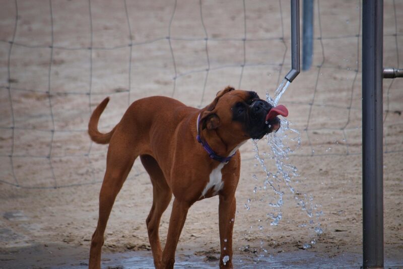 Verão perigoso: como proteger seu cão do calor extremo e reconhecer os sinais de hipertermia