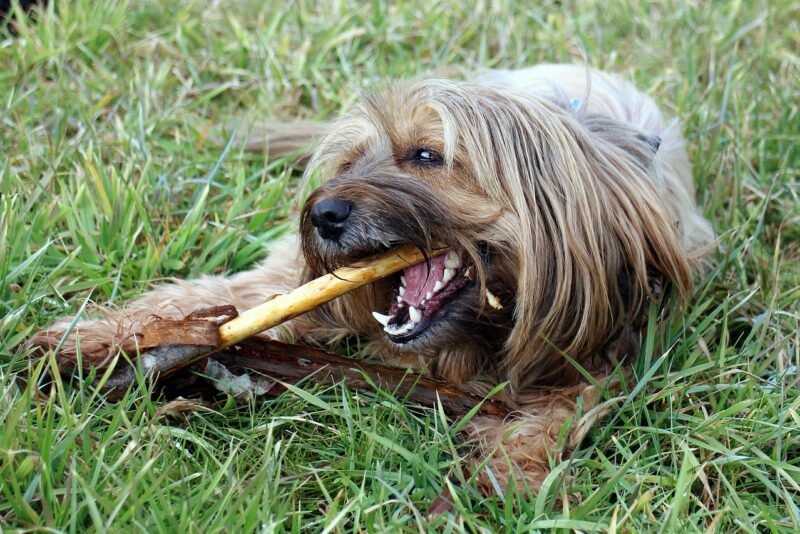 Saúde bucal canina: por que a escovação de dentes pode adicionar anos à vida do seu cão