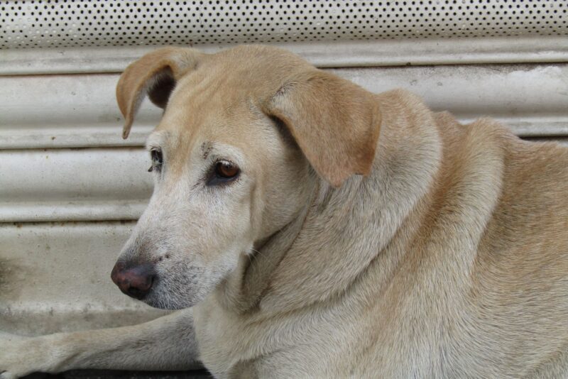 Cão idoso, cuidados redobrados: como adaptar a rotina para a terceira idade canina
