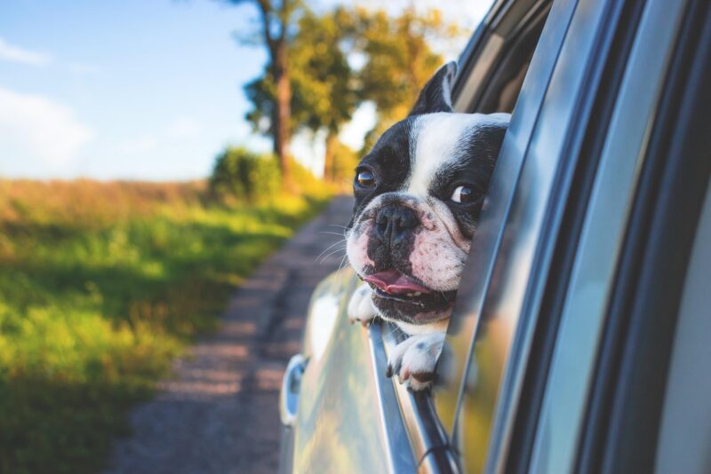 Viajar com cachorro: o guia completo para levar seu cão de carro, ônibus e avião no Brasil