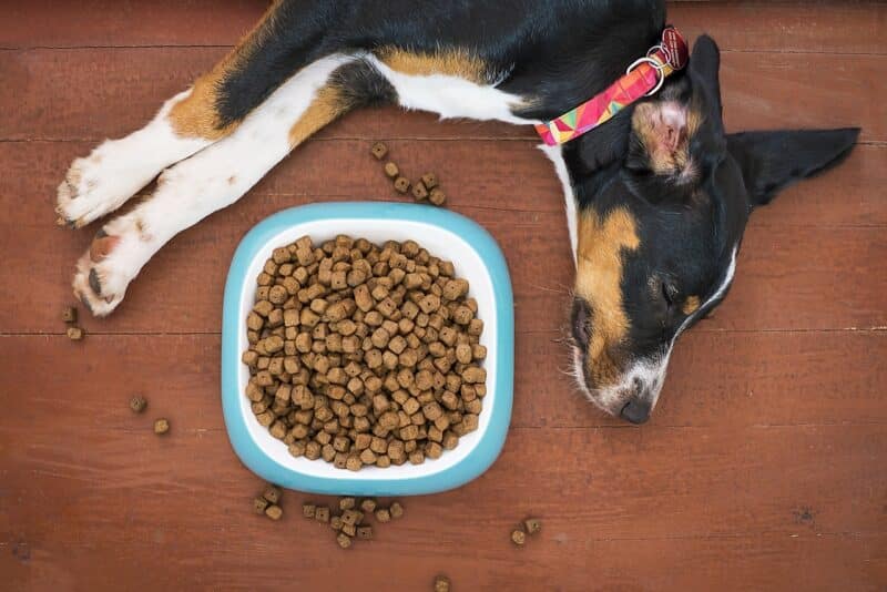 Ração, alimentação natural ou mista? Entenda as opções e escolha o melhor para seu cão