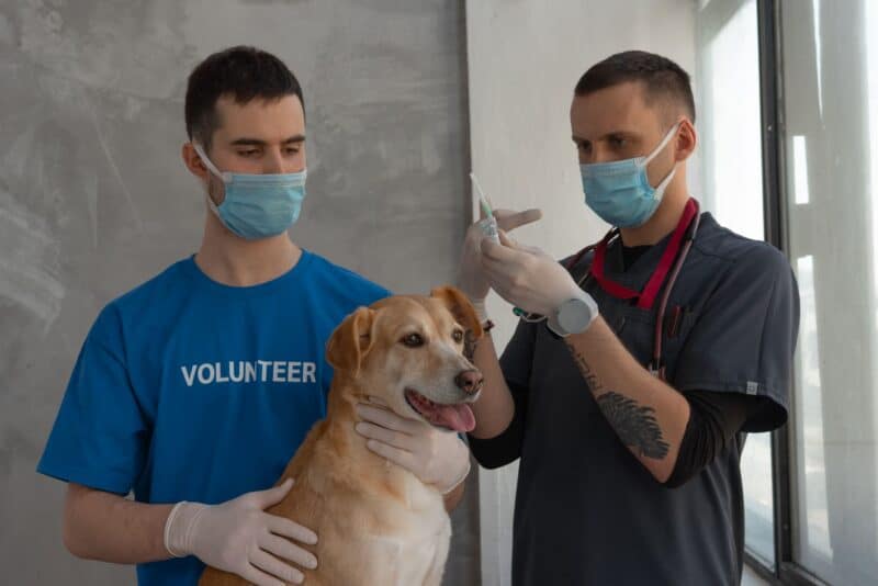 Vacinas para cães: o calendário completo e os erros que colocam a imunização em risco