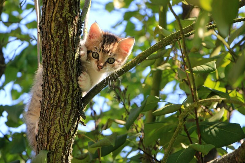 Enriquecimento ambiental para gatos de apartamento: transforme sua casa em território felino