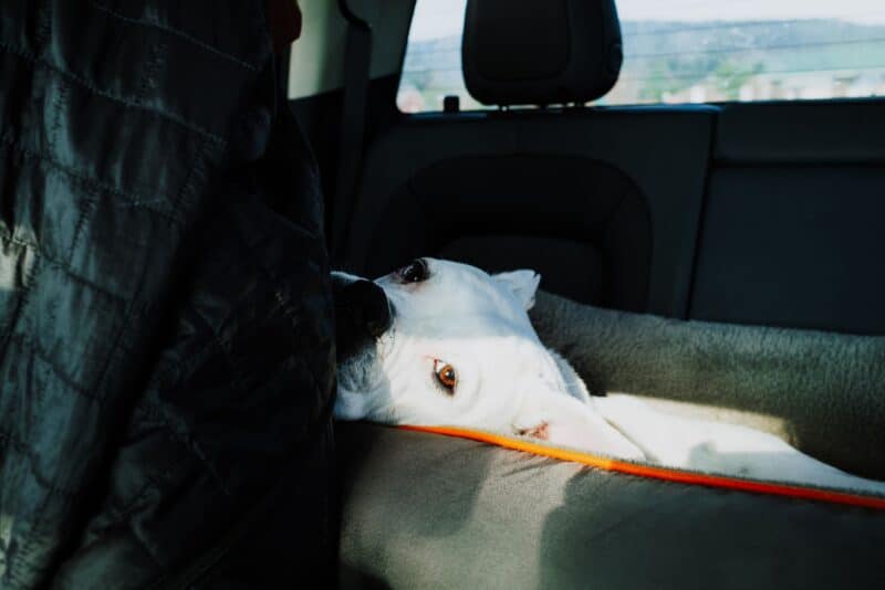 Viajar de carro com o pet: segurança, conforto e lei — tudo o que você precisa saber