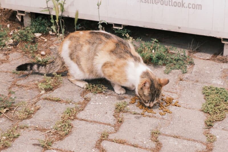 Obesidade em cães e gatos: a epidemia silenciosa que rouba anos de vida do seu pet
