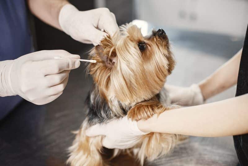 Limpeza de orelhas em pets: como fazer corretamente e prevenir otites de repetição