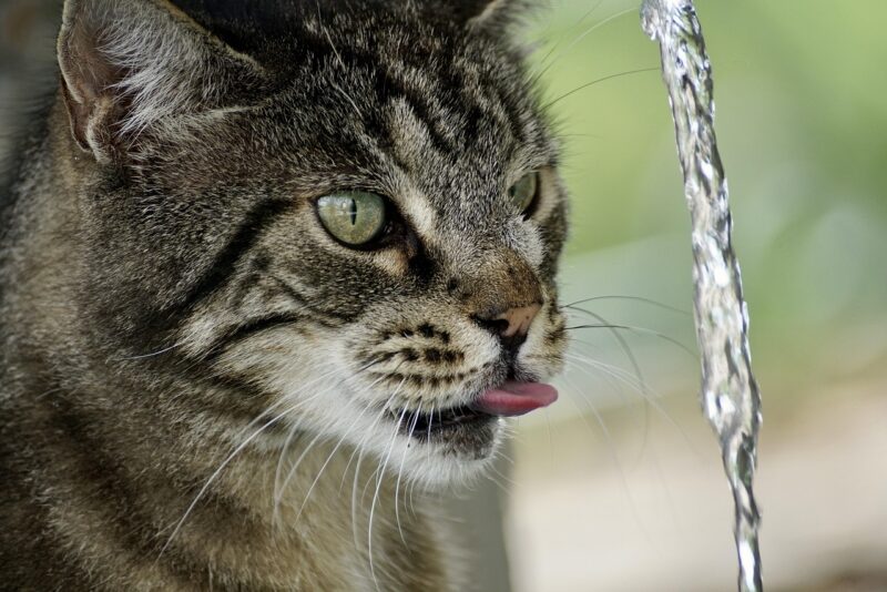 Seu gato bebe pouca água? Estratégias comprovadas para aumentar a hidratação felina