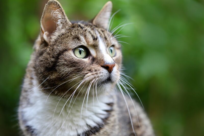 Gatos idosos: 7 cuidados essenciais para uma velhice tranquila e saudável