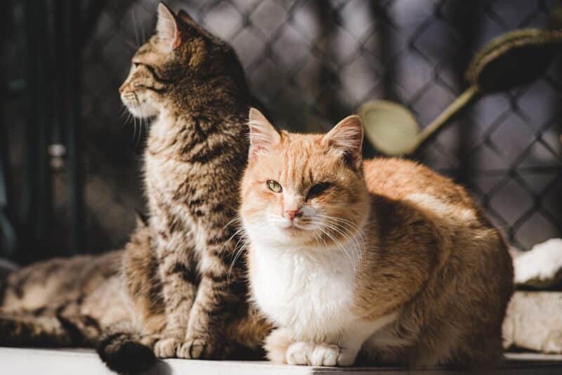 Como apresentar um novo gato ao seu gato residente sem transformar a casa em campo de batalha