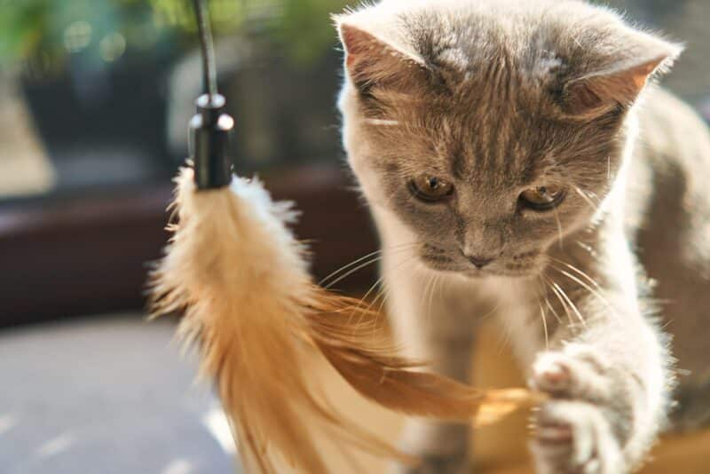 Decifrando os miados: o vocabulário secreto que seu gato criou só para você