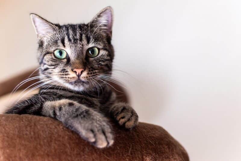 Obesidade felina: como saber se seu gato está acima do peso e o que fazer a respeito
